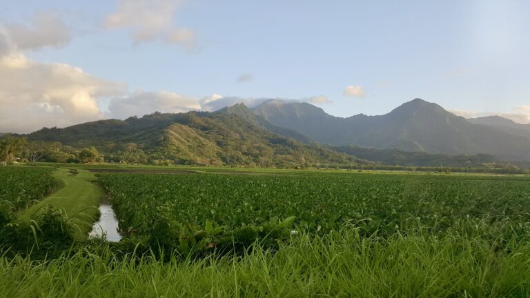 Landscape of the Kauai's Mountain range and a Lo'i farm