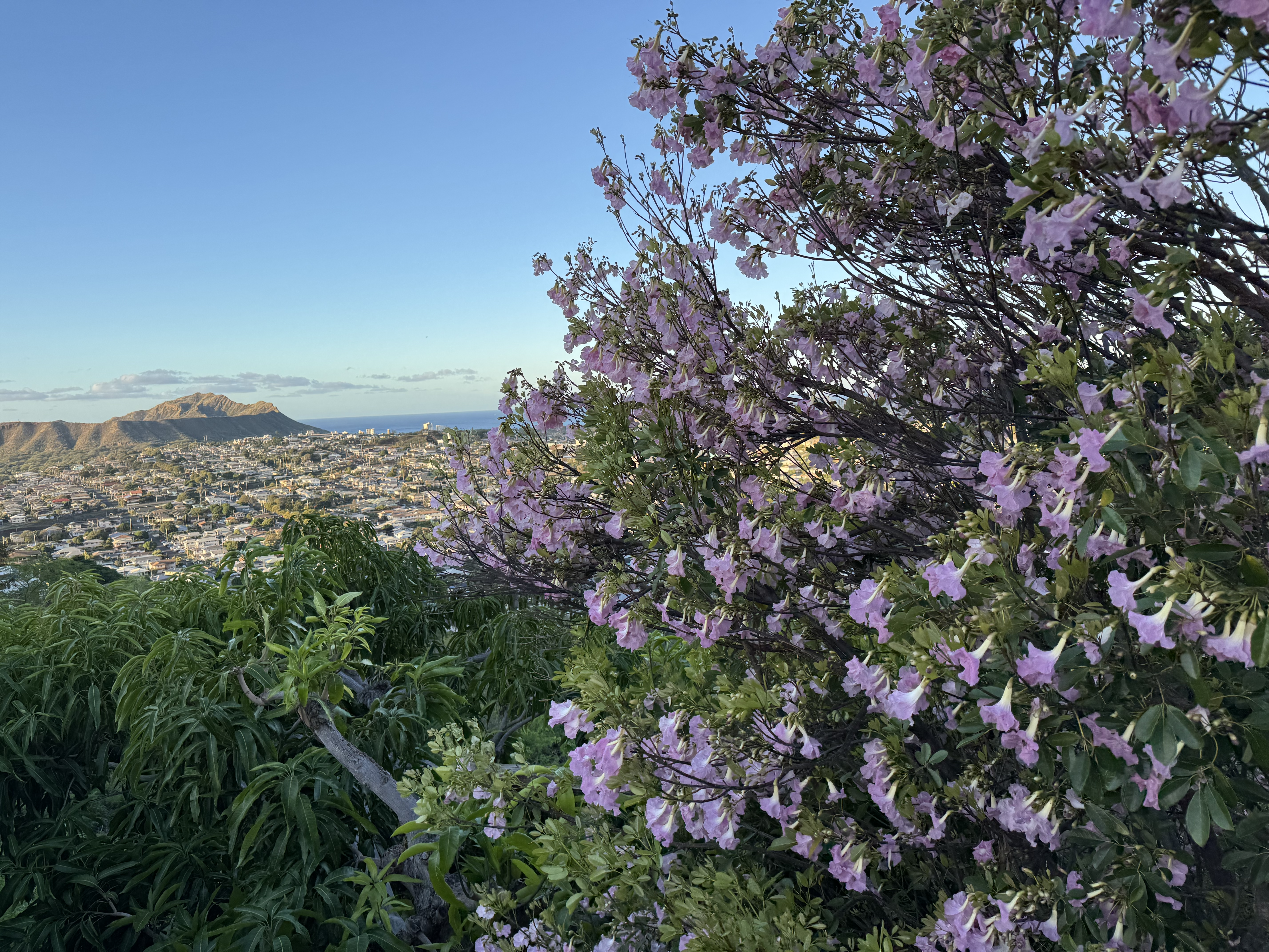 Pink flower tree with Diamond Head in the background